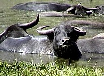 water buffalo