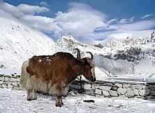 yak